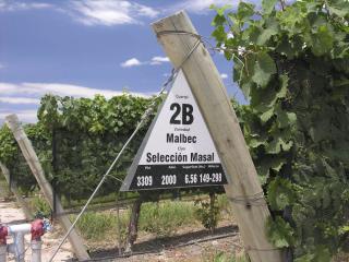 Malbec at Septima, Mendoza, Argentina